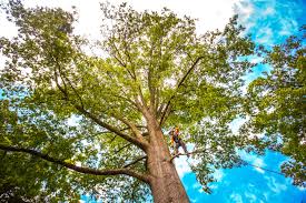 Best Tree Maintenance Programs  in Lake Mohegan, NY