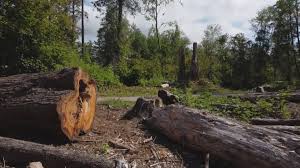 Best Firewood Processing and Delivery  in Lake Mohegan, NY