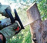 Best Tree Disease Treatment  in Lake Mohegan, NY
