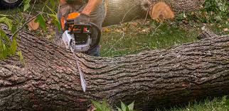 Best Soil Testing and Treatment  in Lake Mohegan, NY