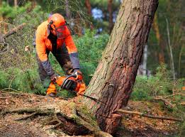 Trusted Lake Mohegan, NY Tree Removal Experts