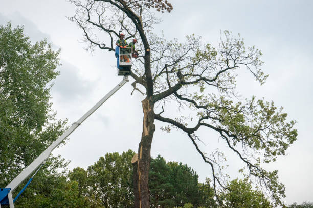 Best Hedge Trimming  in Lake Mohegan, NY