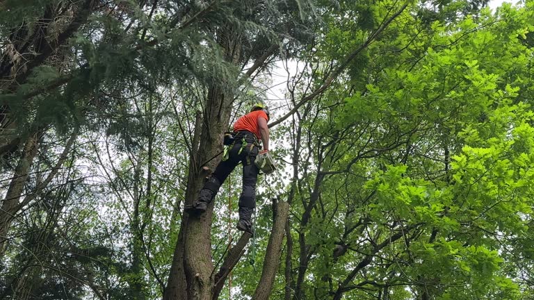 Best Pest Control for Lawns  in Lake Mohegan, NY