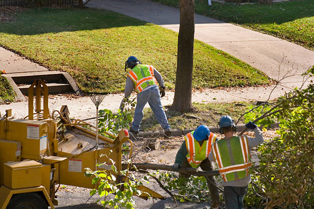 How Our Tree Care Process Works  in  Lake Mohegan, NY