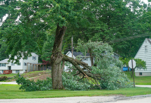 Best Tree Preservation Services  in Lake Mohegan, NY
