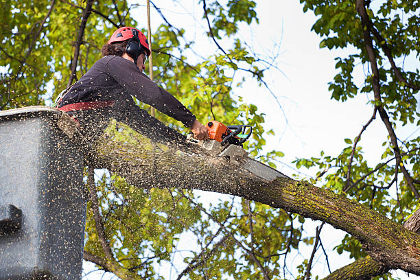 Best Lawn Watering Services  in Lake Mohegan, NY