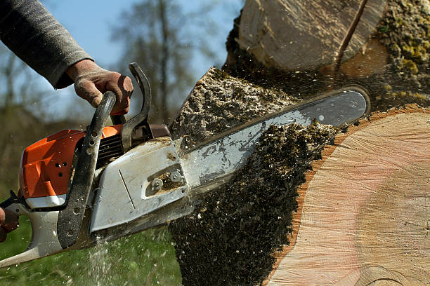 Best Tree Disease Treatment  in Lake Mohegan, NY